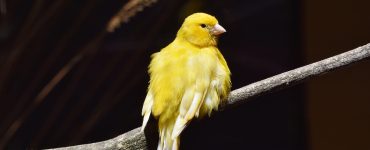5 conseils pour elever des canaris